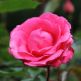 Trandafir floribunda Tom Tom