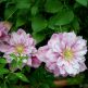 Clematis Piilu