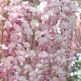 Glicina Wisteria floribunda Roz