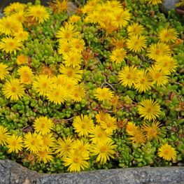 Floare de cristal Delosperma nubigenum