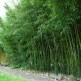 Bambus Phyllostachys aureosulcata