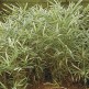 Bambus Pleioblastus Variegatus