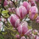 Magnolia Soulangeana 'Rustica Rubra'