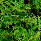 Tuia Giganta Atrovirens