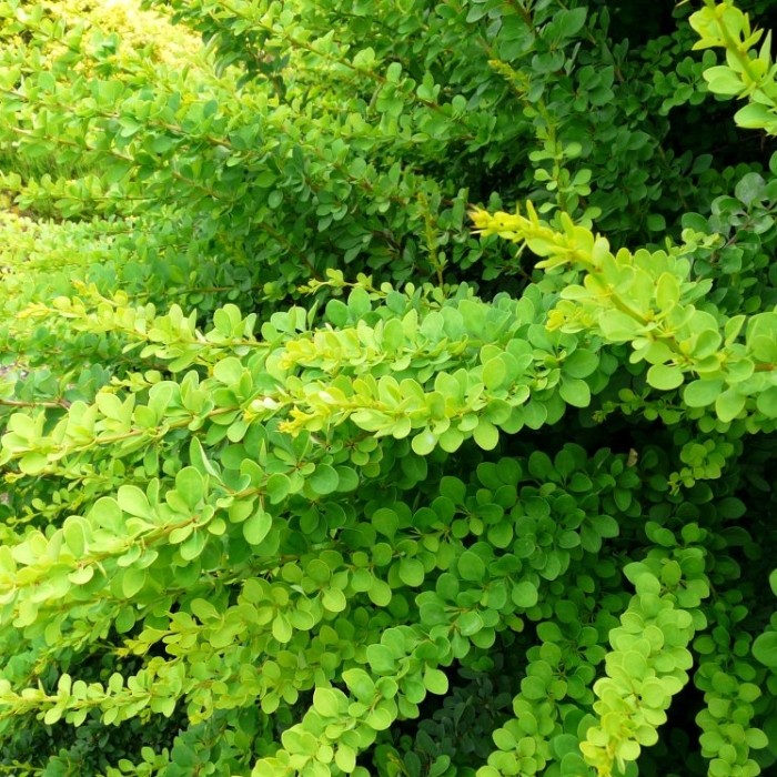 Dracila Japoneza Verde - GardenExpert.ro
