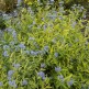 Arbust Caryopteris Worcester Gold