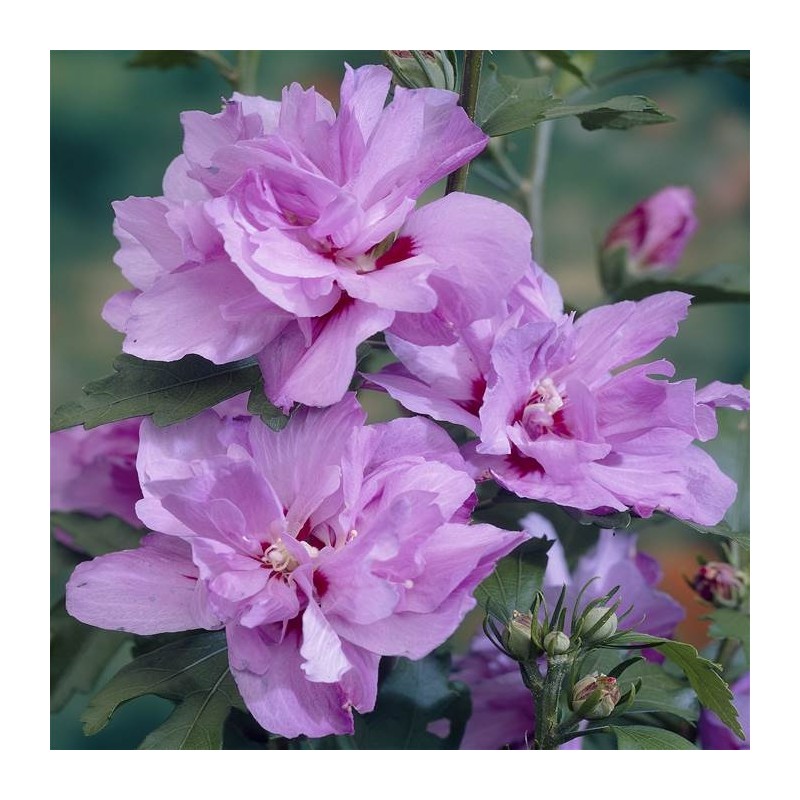 Hibiscus Ardens GardenExpert.ro