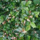 Barcoace Cotoneaster divaricatus