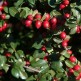 Barcoace Cotoneaster divaricatus