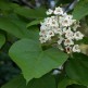 Arbore Trompeta