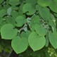 Arbore Katsura