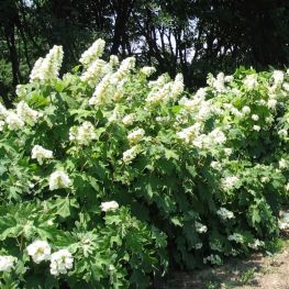 Hortensia Quercifolia