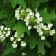 Hortensia Quercifolia
