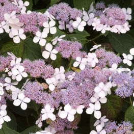 Hortensia Bluebird