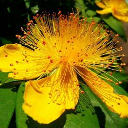 Sunatoare Vesnic Verde