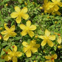 Sunatoare Decorativa