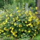 Sunatoare Decorativa