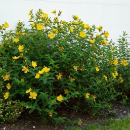Sunatoare Ornamentala Hidcote