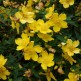 Sunatoare Ornamentala Hidcote