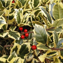 Laur Ilex Aquifolium Golden van Tol