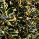 Laur Ilex Aquifolium Golden van Tol