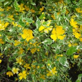 Trandafir Domnesc Picta