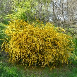 Trandafir Domnesc Pleniflora