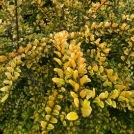 Caprifoi Baggesen's Gold