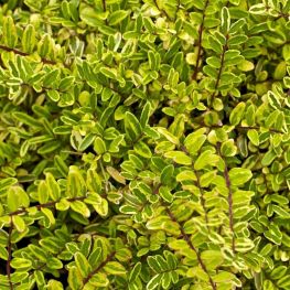 Lonicera Lemon Beauty