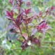 Lonicera Red Trips