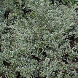 Lonicera Silver Beauty