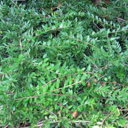 Lonicera Moss Green