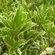 Osmanthus