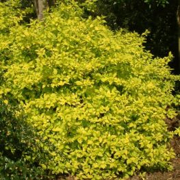 Iasomie Philadelphus