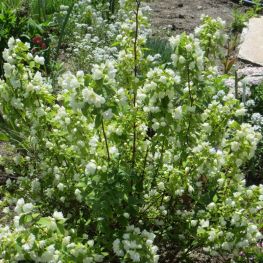 Lamaita Philadelphus