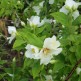 Lamaita Philadelphus