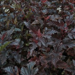 Physocarpus Red Baron