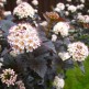 Physocarpus Red Baron