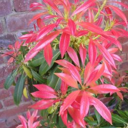 Pieris Forest Flame