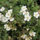 Potentilla Alba
