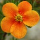 Potentilla Portocalie