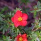 Potentilla Red Favorit