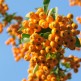 Pyracantha Golden Charmer