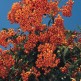 Pyracantha Kasan