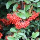 Pyracantha Mohave