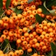 Pyracantha Orange Charmer