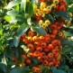 Pyracantha Orange Glow