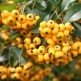 Pyracantha Soleil d'Or