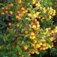 Pyracantha Teton