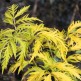 Soc Negru Sutherlands Gold